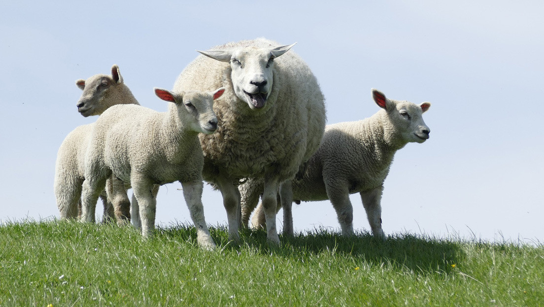 VIDEO: Una oveja derriba de un cabezazo a un dron de pastoreo demasiado impertinente