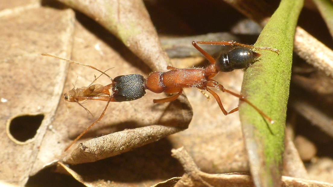 Las hormigas saltarinas de la India son los únicos insectos con capacidad de encoger su cerebro y volver a dilatarlo