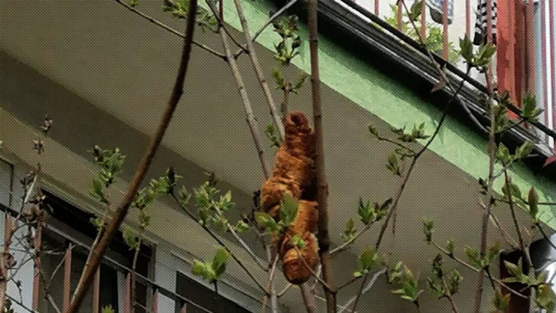"Es marrón y no tiene patas ni cabeza": Avisan de la presencia de una rara "criatura" colgada de un árbol y resulta ser un cruasán