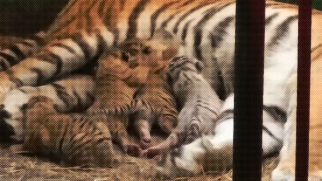 VIDEOS, FOTOS: Nacen cuatro tigres de Bengala en el zoológico de La Habana