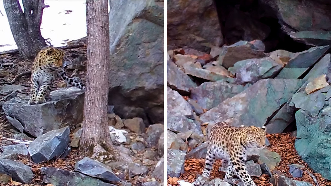 VIDEO: Captan en cámara una cita amorosa de dos leopardos en el Lejano Oriente ruso