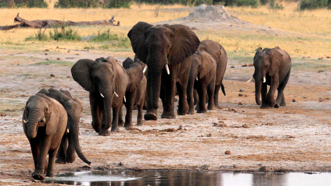 Zimbabue planea vender permisos para cazar hasta 500 elefantes en un intento de financiar sus parques naturales en medio de la pandemia