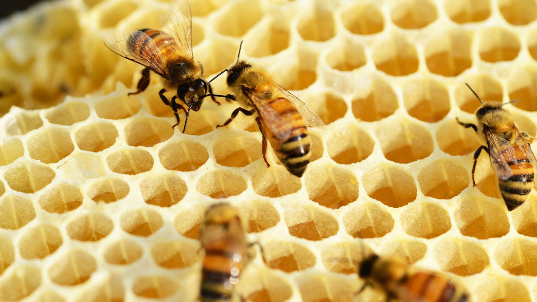 Un estudio revela la presencia en la miel del este de EE.UU. de un isótopo radiactivo proveniente de pruebas nucleares de hace décadas