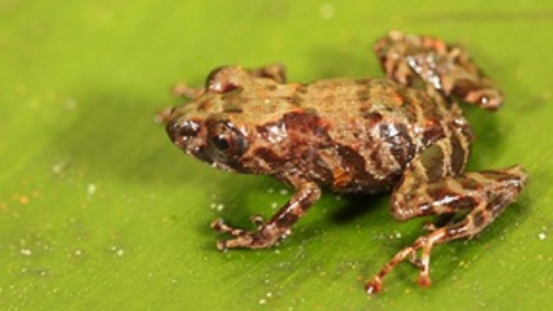 Descubren una nueva especie de rana en los Andes amazónicos de Perú