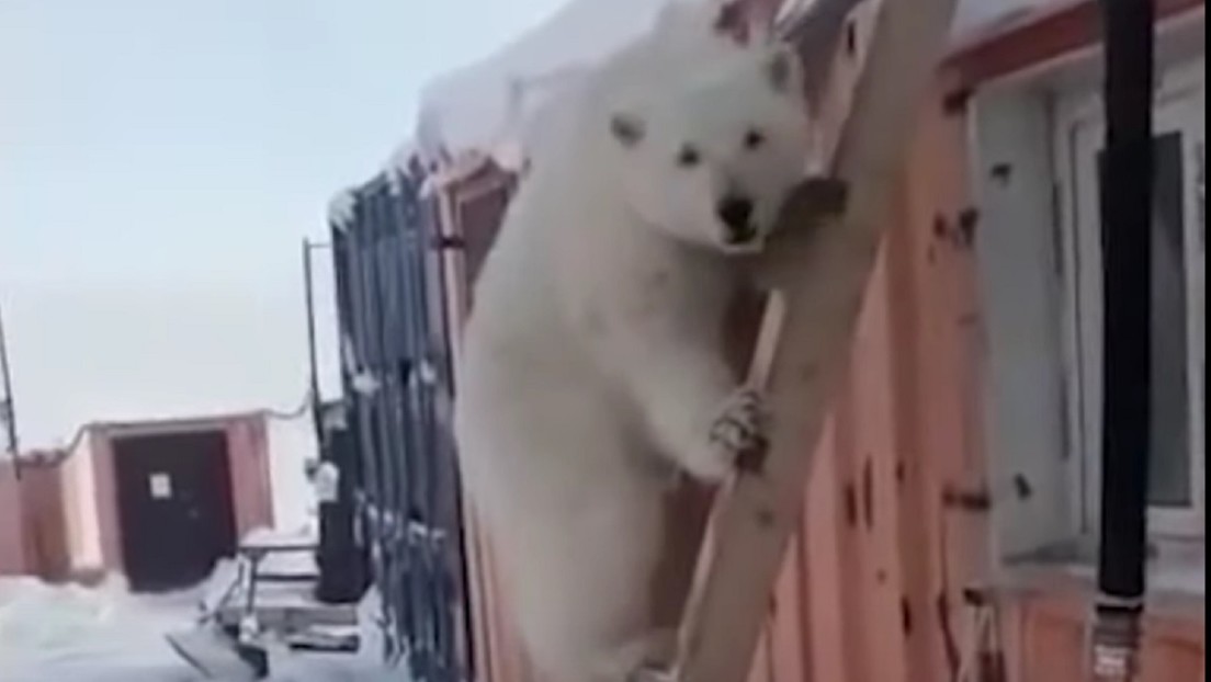 VIDEO: Mineros rusos adoptan como mascota y le salvan así la vida una osezna polar huérfana