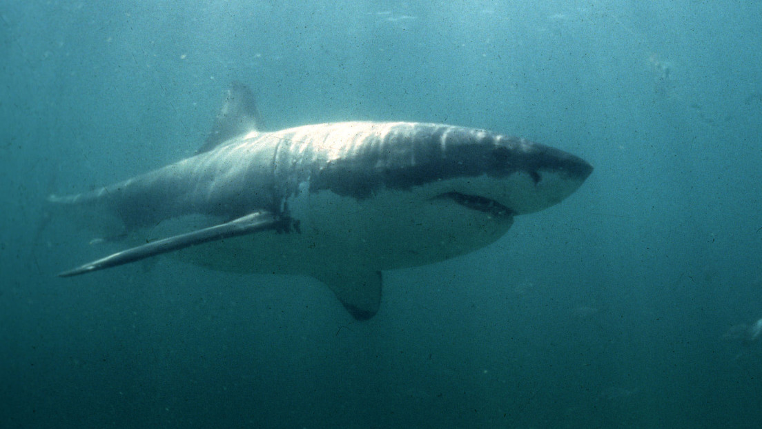 Un enorme tiburón blanco emprende una épica migración a través del Atlántico desde Norteamérica hasta Europa
