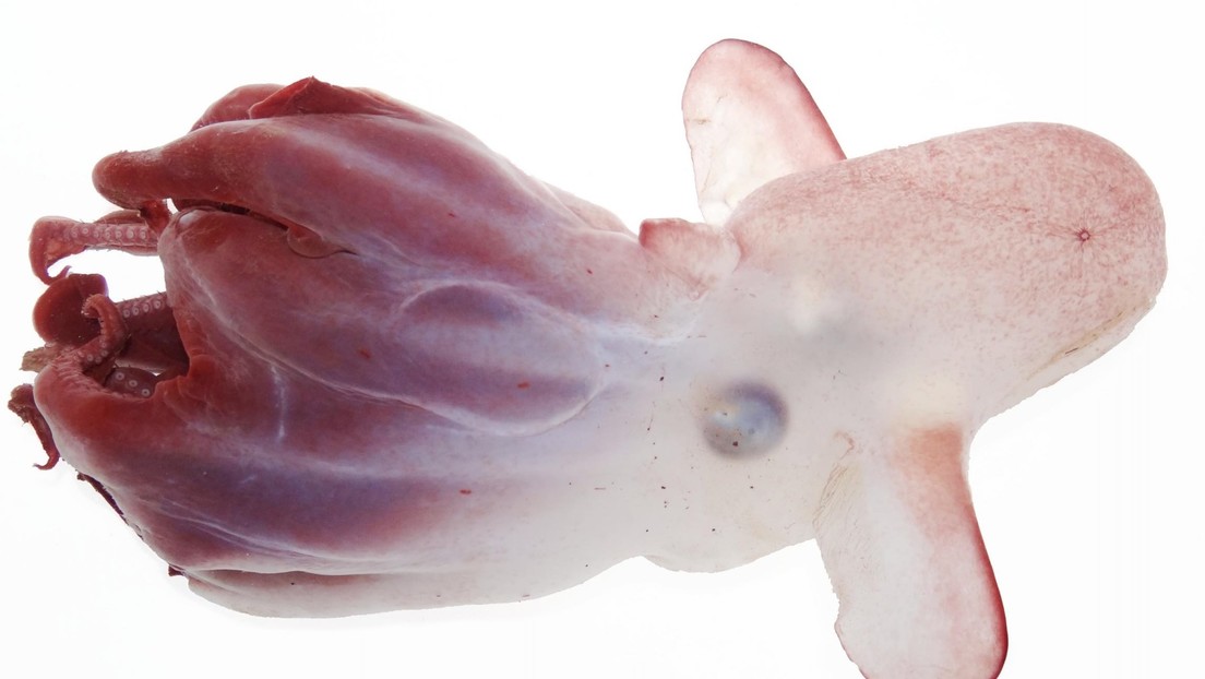 Identifican una nueva especie de pulpo 'Dumbo' que habita en el Pacífico a 7.000 metros de profundidad