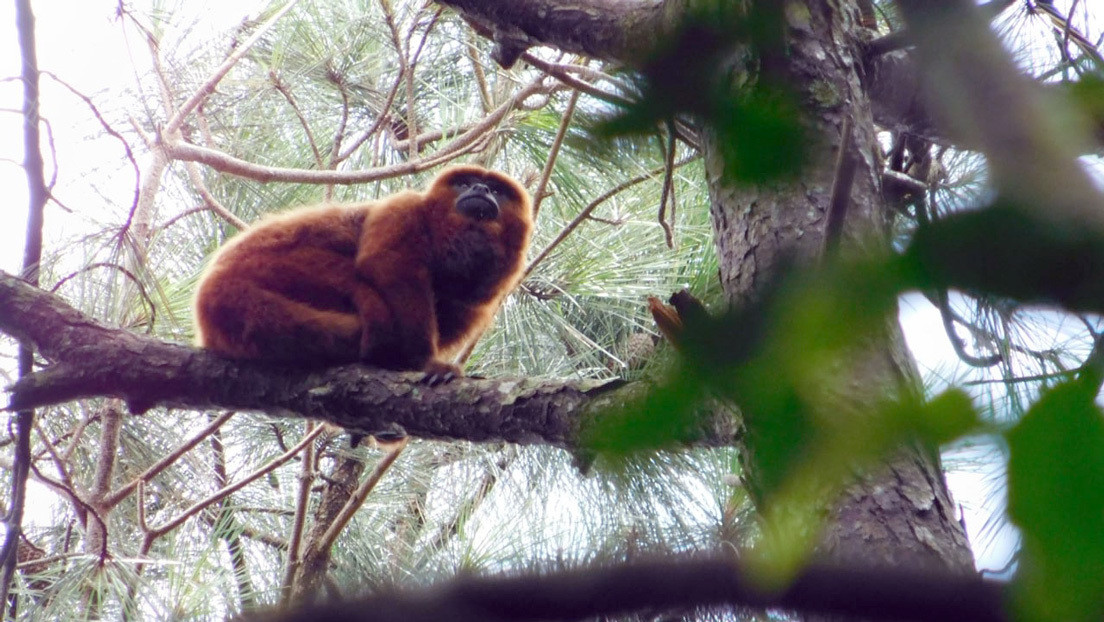 Monos aulladores en la selva misionera de Argentina: la clave para detectar un posible brote de fiebre amarilla