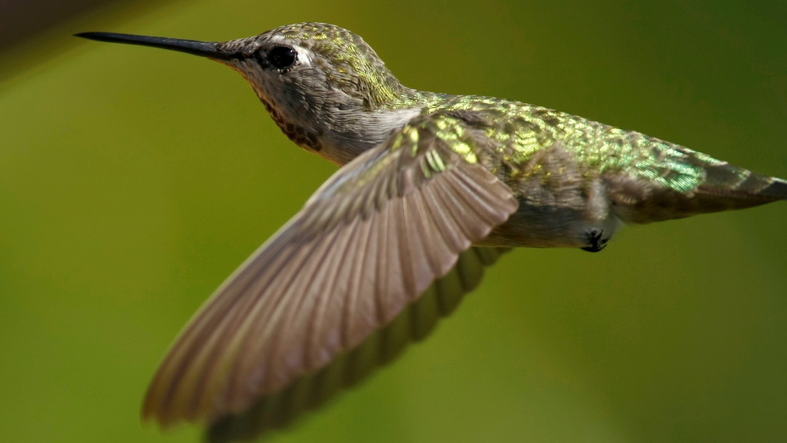 Bandadas de colibríes detienen la construcción de un oleoducto en Canadá