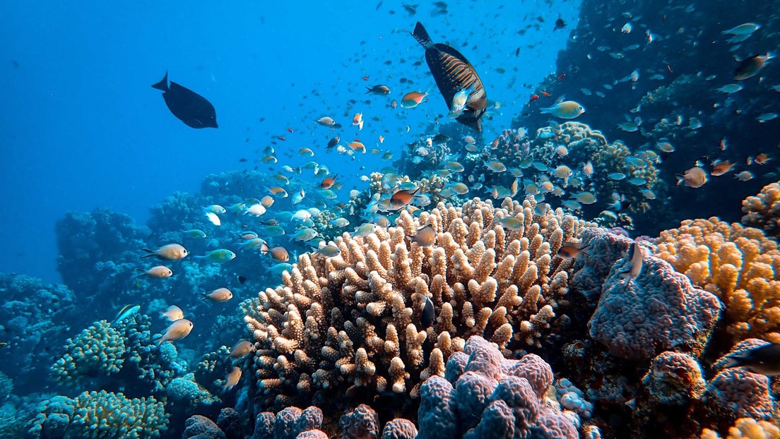 Descubren en los corales la capacidad de 'escupir' algunos microorganismos tragados (VIDEO)