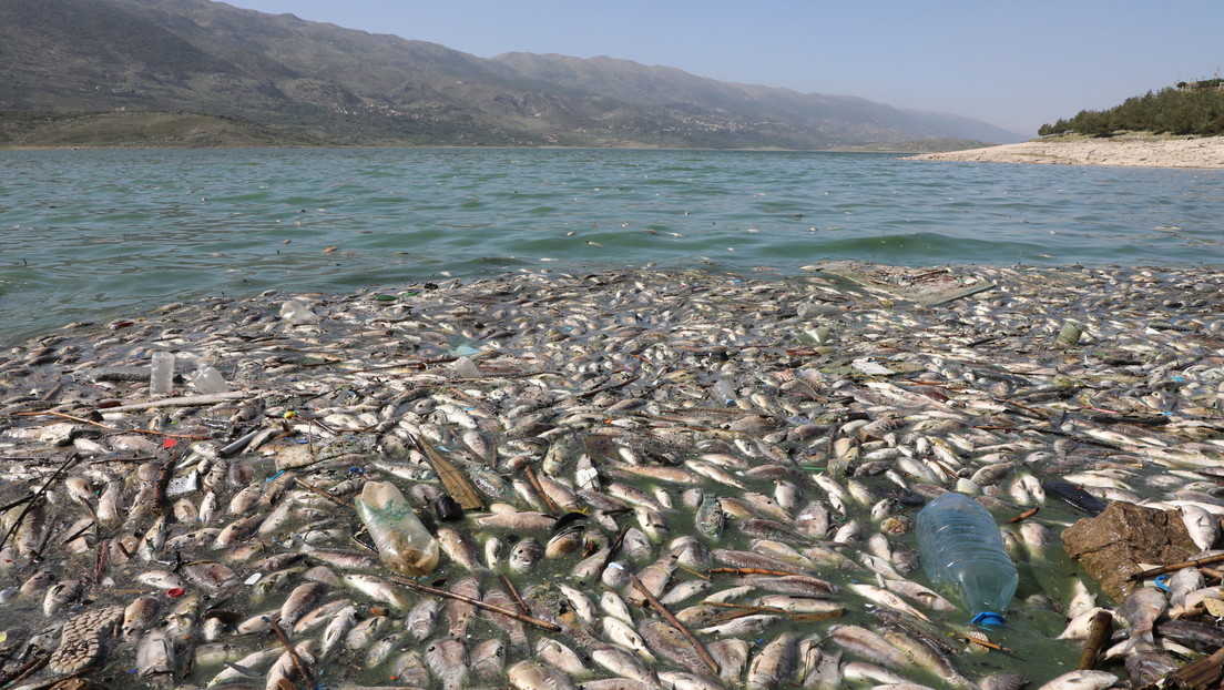 Al menos 40 toneladas de peces muertos aparecen en la orilla de un lago artificial en Líbano