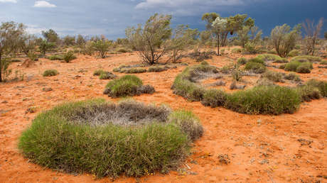 Triodia basedowii