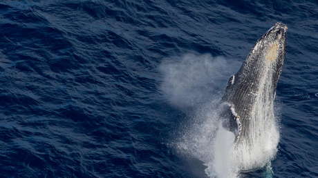 Un hombre cae al agua al chocar contra su bote una ballena y por poco termina en las fauces del cetáceo