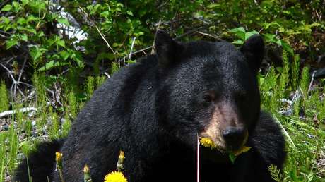 FOTOS: Dos estudiantes captan en EE.UU. a un oso parado en una extraña pose 'humana'