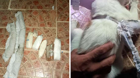 Capturan a un 'narcogato' mientras intentaba introducir drogas en una cárcel de Panamá