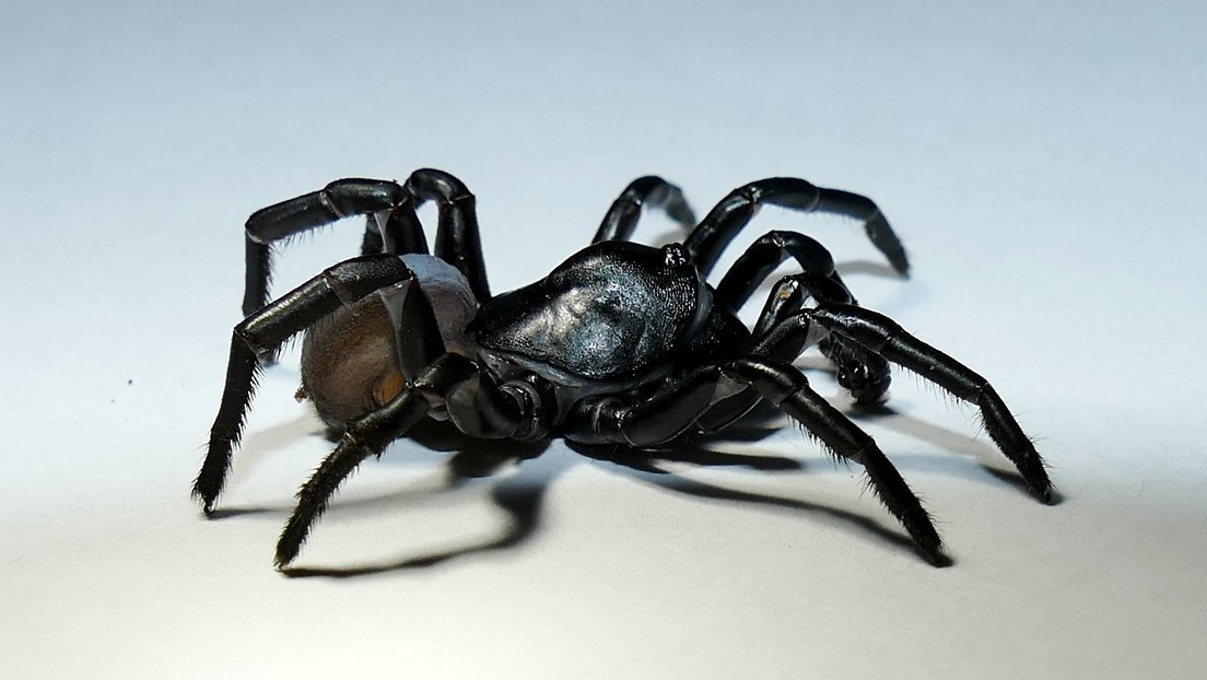Identifican en Florida una nueva especie de araña parecida a una tarántula