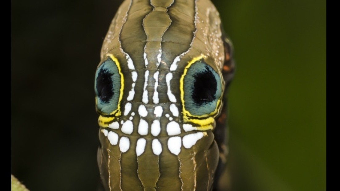 FOTOS: Esta extraña oruga se defiende de los depredadores con una 'calavera' en su espalda