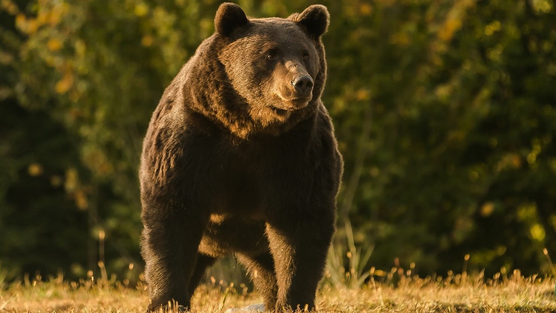 Acusan a un príncipe de Liechtestein de matar al oso más grande de Rumania y probablemente de la Unión Europea