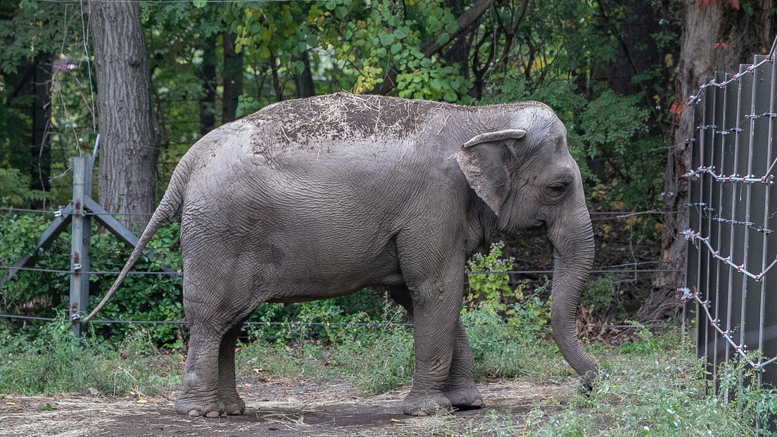 La elefanta Happy podría ser el primer animal en EE.UU. en obtener la libertad corporal reconocida legalmente