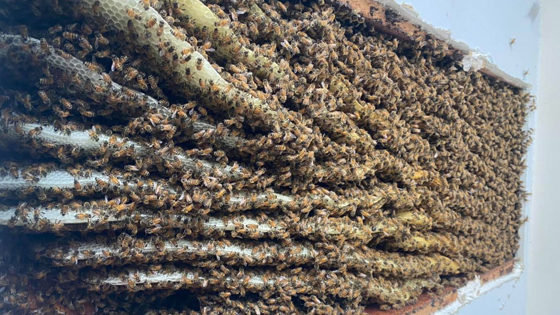 VIDEO: Descubre en su sala más de 100.000 abejas (y no es la primera vez que su casa sirve de colmena)