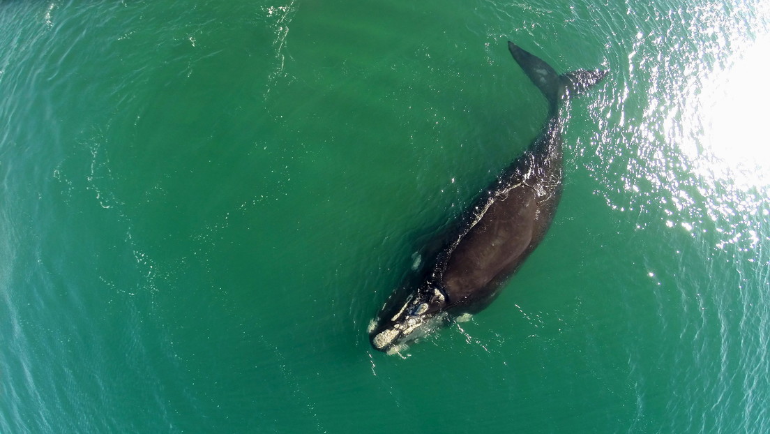 VIDEO: Momento en que dos ballenas en peligro de extinción 'se abrazan' nadando en el Atlántico