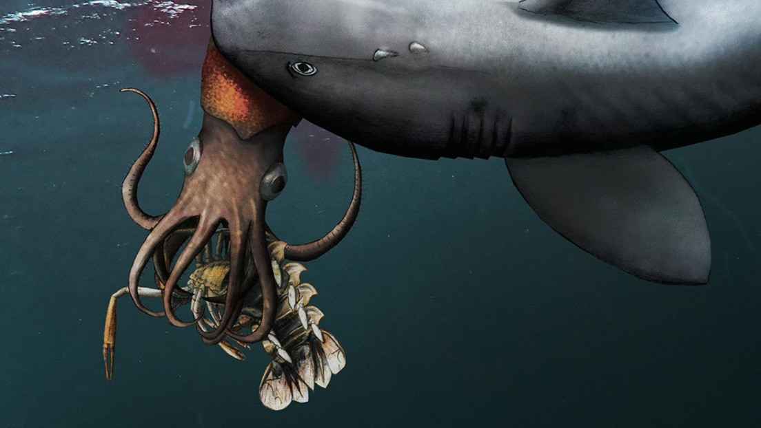 Descubren fósil de un calamar que hace 180 millones de años fue cazado por un tiburón mientras se comía una langosta
