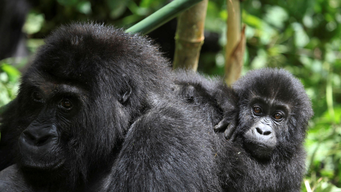VIDEO: Una gorila comparte un tierno momento con una madre y su bebé en un zoológico de EE.UU.