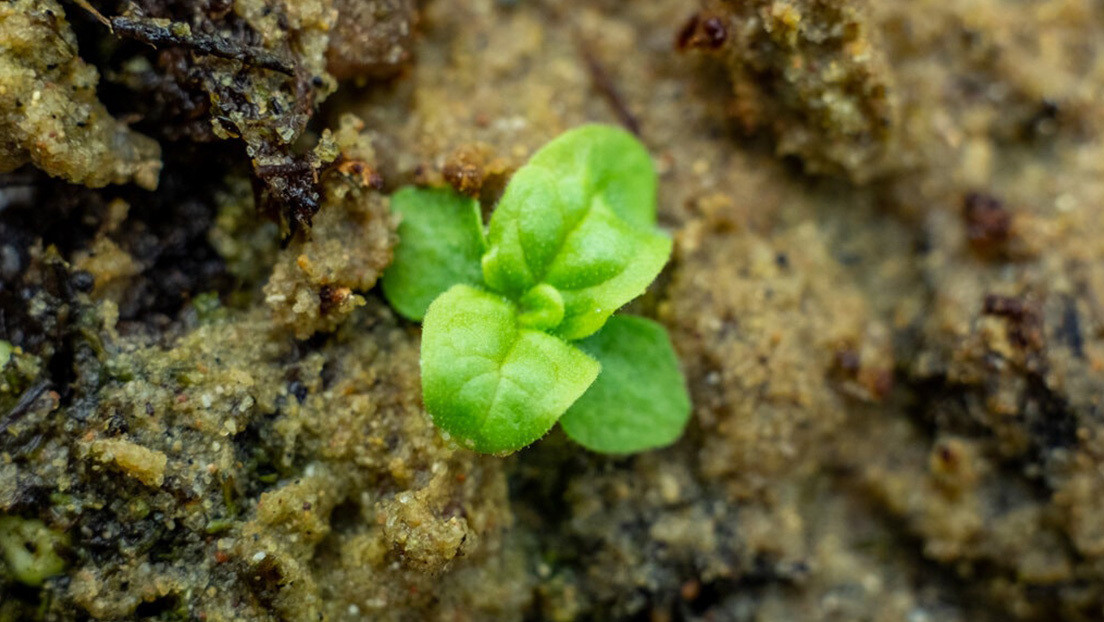 En uno de los experimentos más largos del mundo, científicos estadounidenses hacen germinar semillas de 142 años