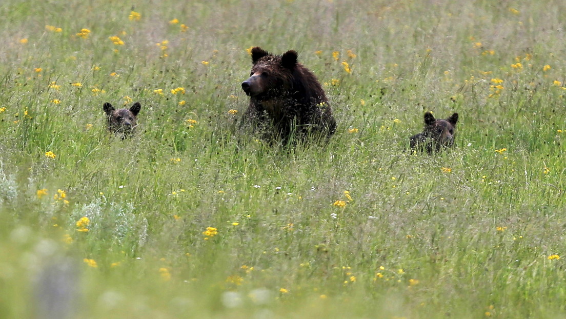 VIDEO: Un oso grizzly amaga con atacar a una turista que se acercó demasiado a su manada en Yellowstone