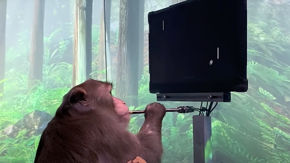 Hombre con un implante cerebral desafía al mono con un 'chip' de Elon Musk a un partido de 'Pong' mental