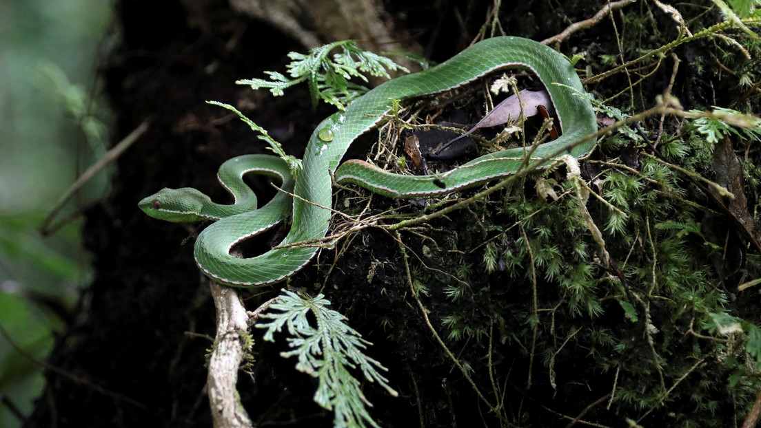 Descubren que los colonizadores europeos del archipiélago caribeño de Guadalupe causaron la extinción masiva de reptiles