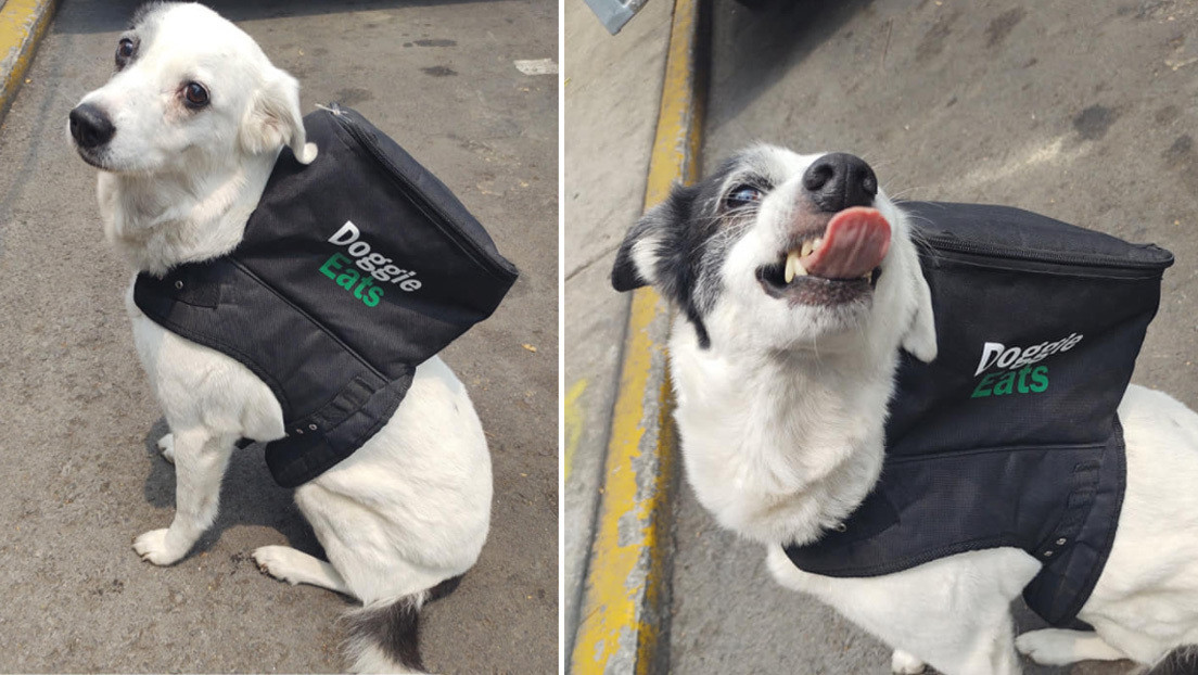 Una perra se vuelve viral por 'repartir' comida a domicilio para ayudar a un refugio de animales en México (FOTO)