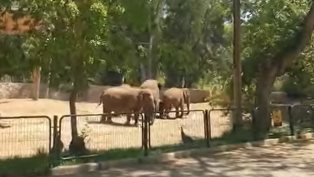 VIDEO: Elefantes de un zoo israelí forman un 'escudo' alrededor de una cría para protegerla durante un ataque con misiles