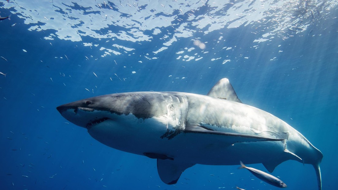 Estiman que ha subido a unos 300 la población de tiburones blancos en aguas de la costa del norte de California