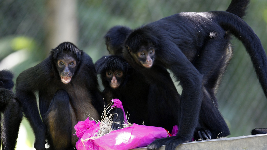 VIDEO: Un zoo de EE.UU. presentará cargos contra una mujer que irrumpió en el recinto de monos araña e intentó alimentarlos