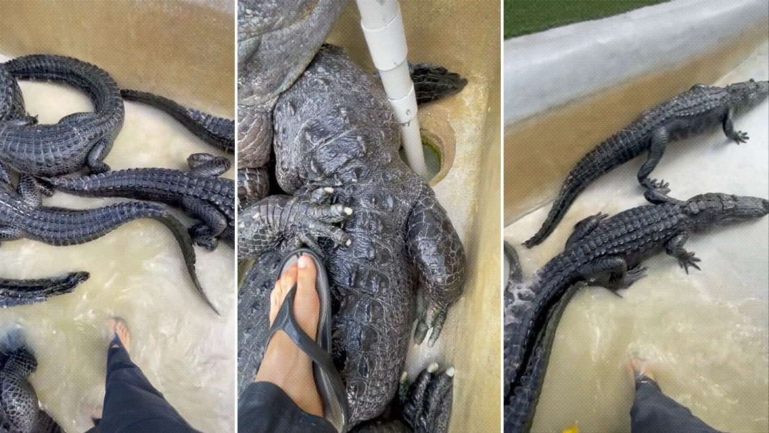VIDEO: Un biólogo entra en una piscina llena de cocodrilos (y reaccionan así cuando les pone el pie encima)