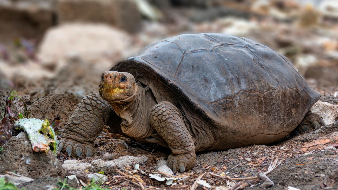 Confirman que una tortuga hallada en Galápagos pertenece a una especie que se creía extinta hace un siglo (VIDEO)