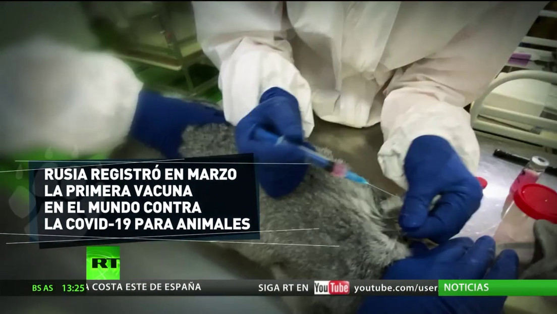 Comienza en Rusia la vacunación para mascotas contra el covid-19