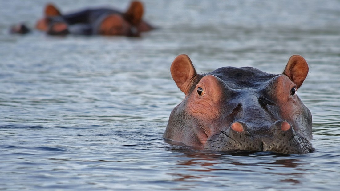 VIDEO: Un furioso hipopótamo persigue una lancha rápida de turistas en Kenia
