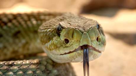 Un cazador de serpientes australiano descubre una 'fea sorpresa' en el techo de la casa de una familia y su foto horroriza a los usuarios de la Red
