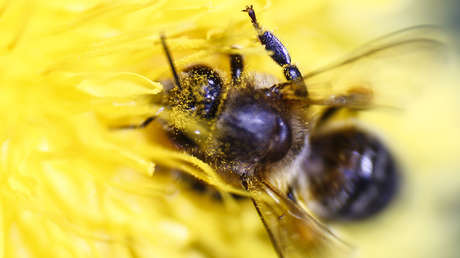 El canibaslimo contribuye a la propagación del virus de ala deformada entre las abejas