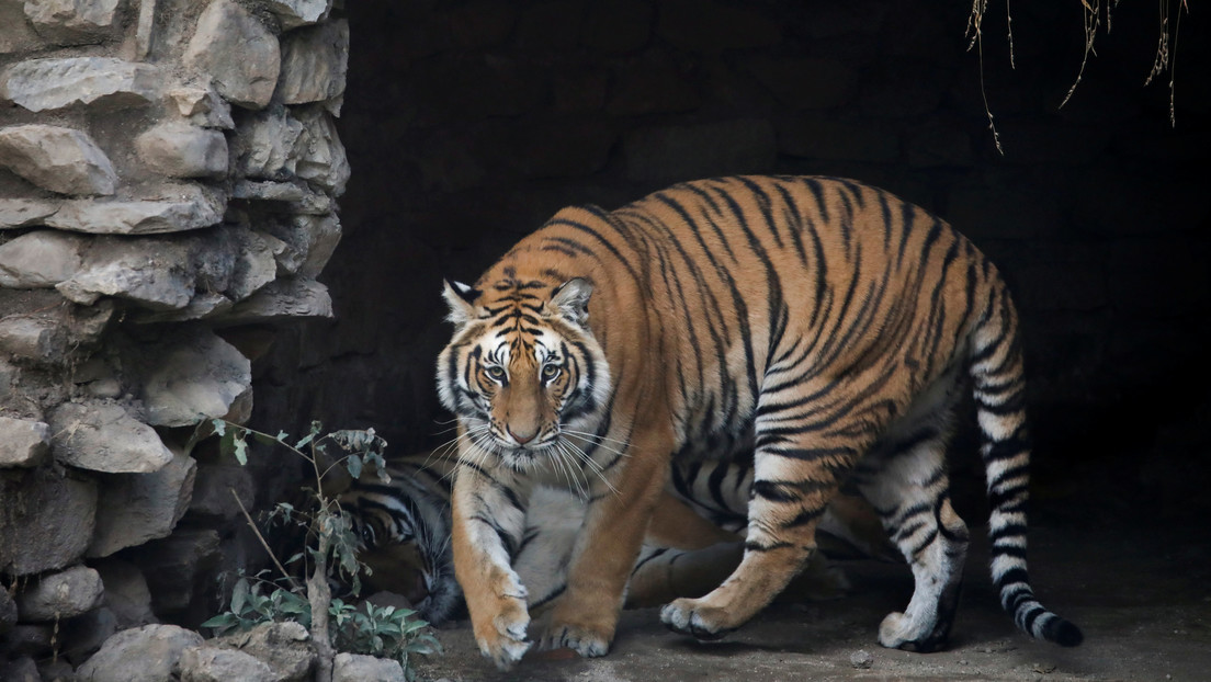 Tras 20 años de búsqueda arrestan en Bangladés a un sospechoso de matar a 70 tigres de Bengala