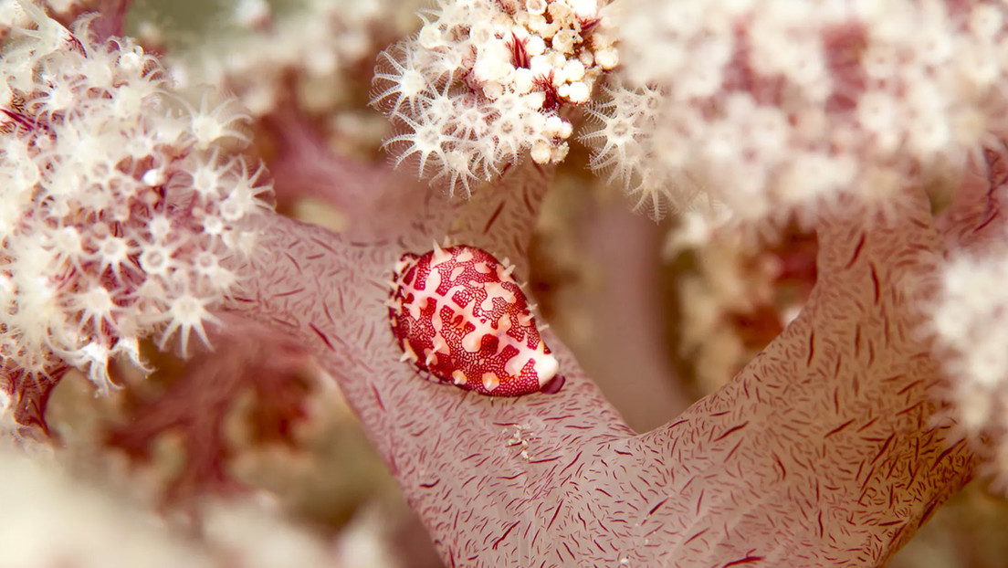 Científicos estiman que una "rara" especie de coral australiano podría desaparecer en los próximos 10 años