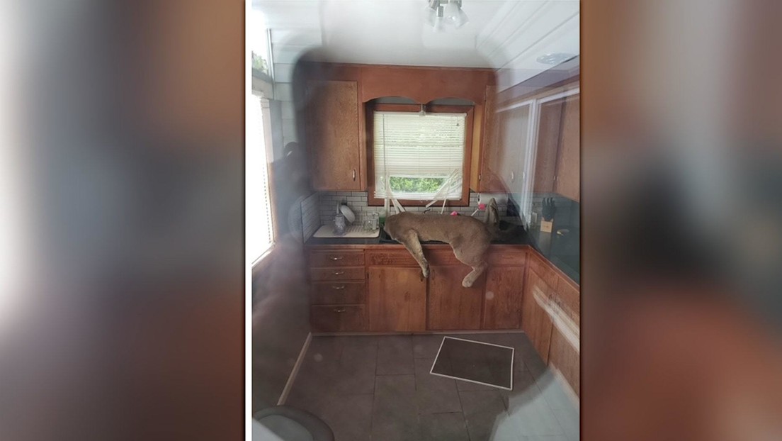 VIDEO: Un puma entra en una casa y termina inconsciente en el fregadero de la cocina