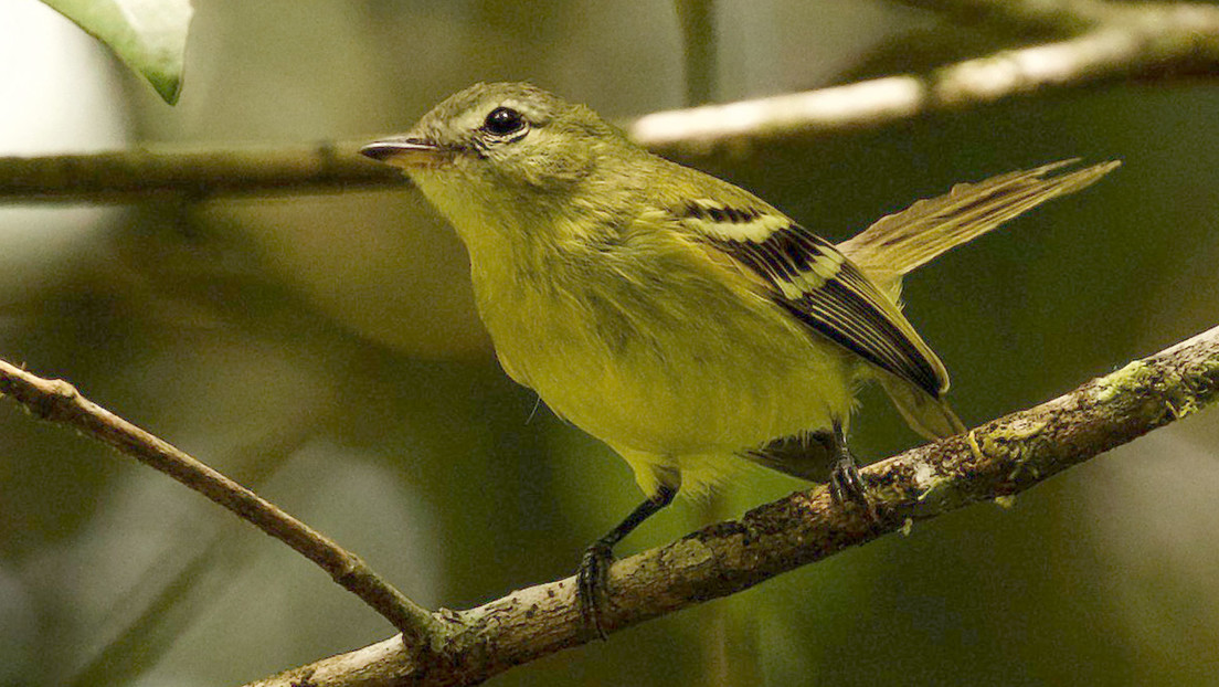 Redescubren a un "raro" pájaro venezolano que no había sido observado en los últimos 16 años