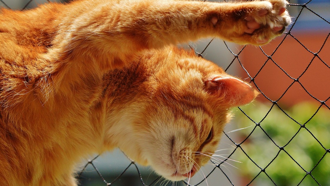 VIDEO: Un gato celoso 'silencia' a su dueña para evitar que llame a otra mascota