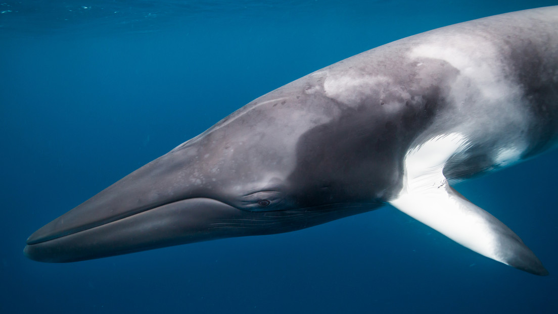 Científicos y ambientalistas condenan los planes de Noruega de realizar experimentos "traumáticos" en ballenas