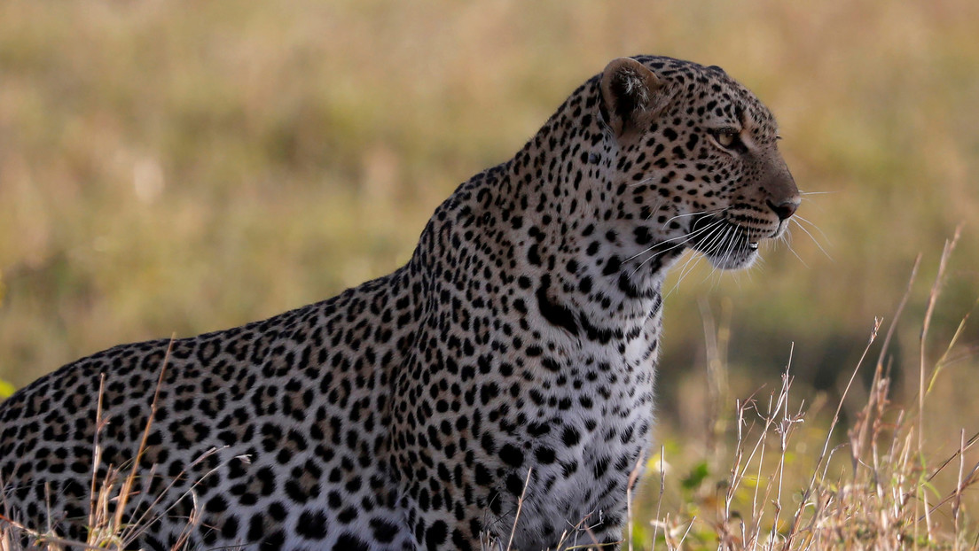 Un fotógrafo capta a un leopardo perfectamente camuflado entre el paisaje y la Red se lanza a buscarlo (FOTO)