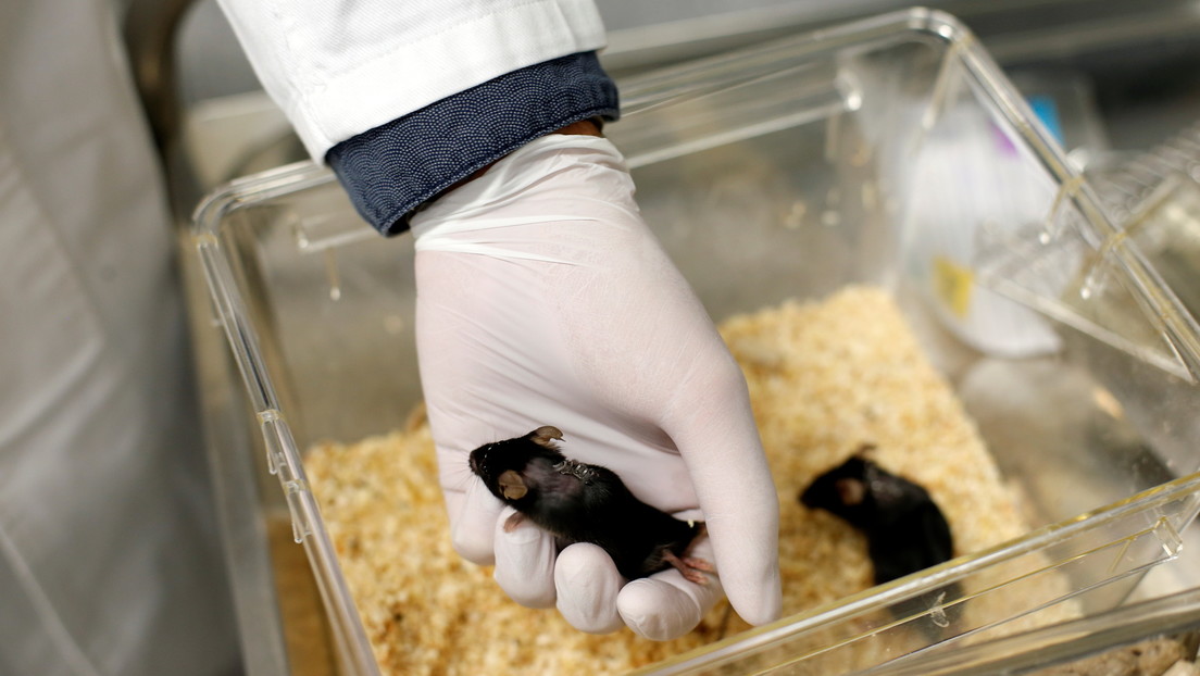 Nacen ratones sanos a partir de espermatozoides conservados en el espacio durante casi seis años