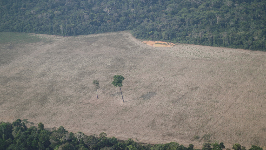 La deforestación en la Amazonía brasileña alcanzó cifra récord en mayo